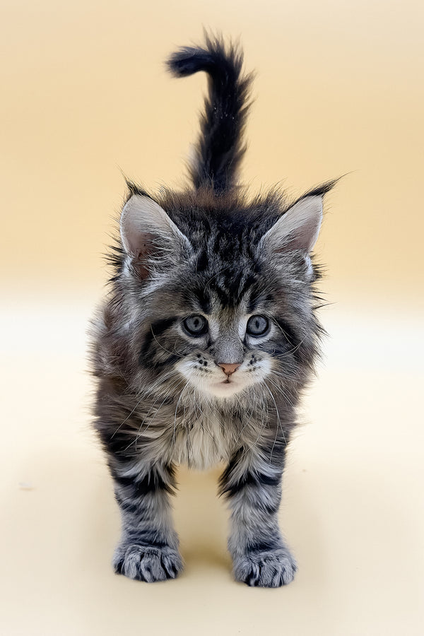 Lion | Maine Coon Kitten