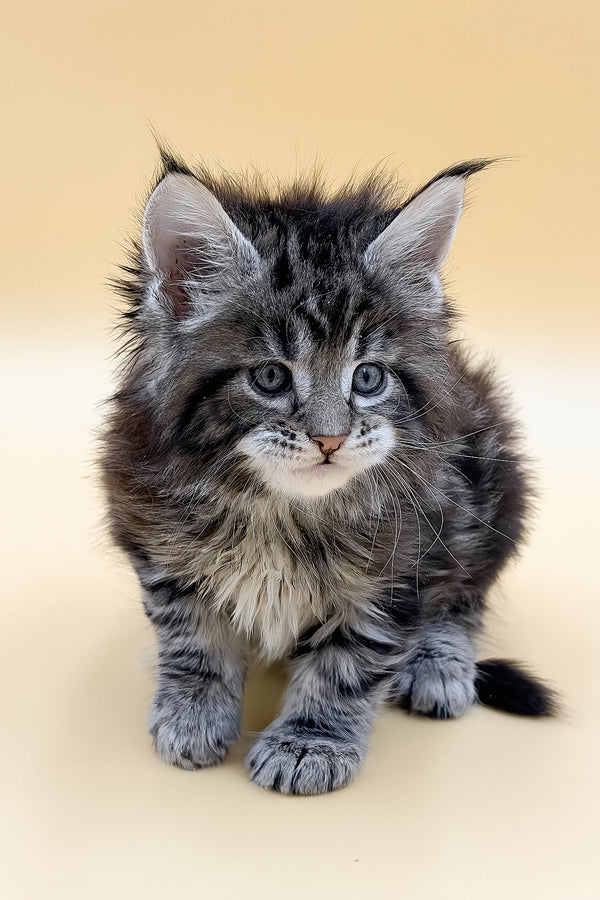 Lion | Maine Coon Kitten