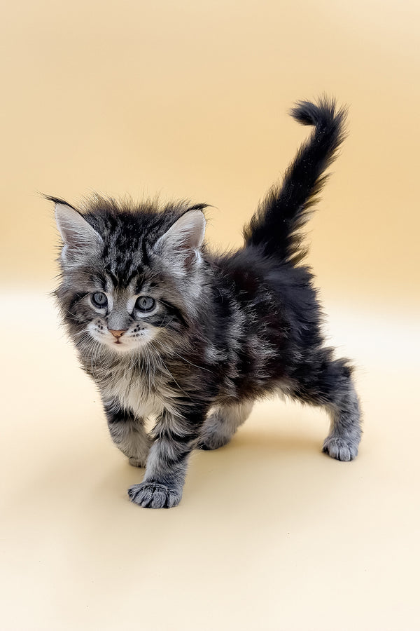 Lion | Maine Coon Kitten
