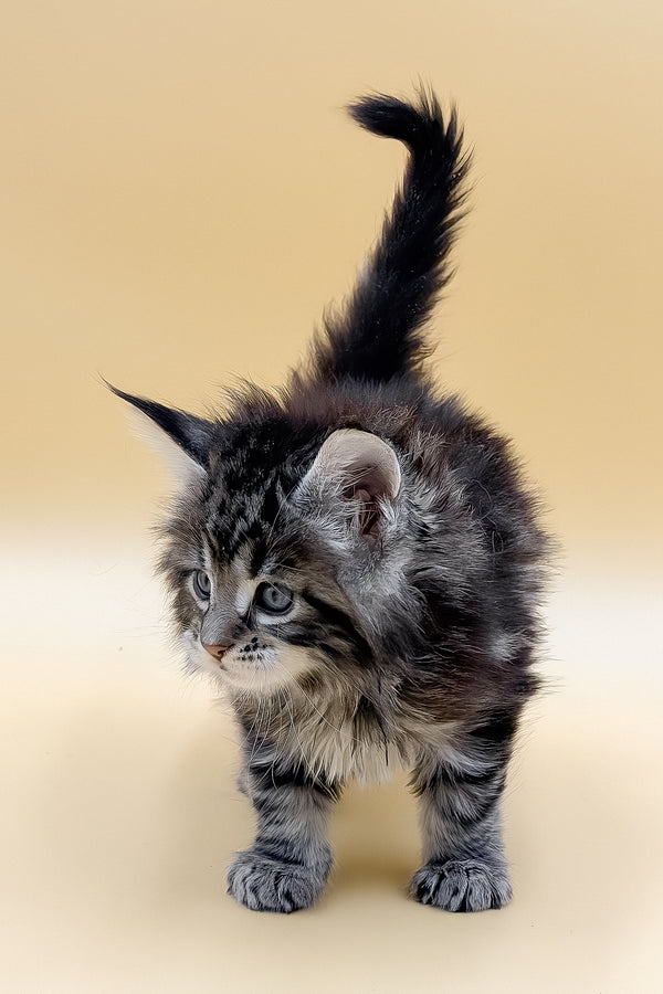 Lion | Maine Coon Kitten