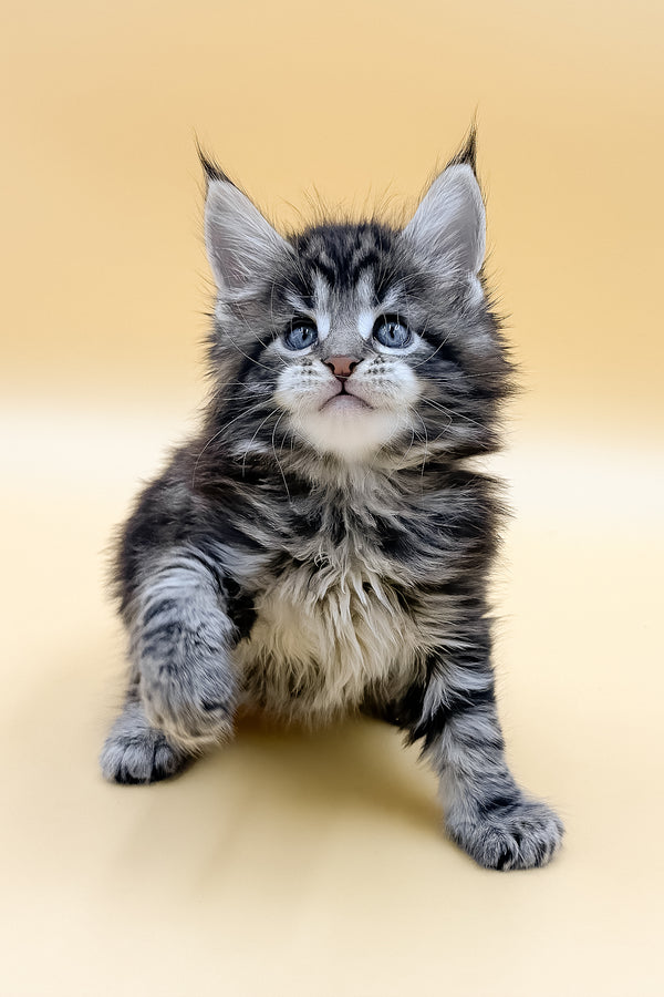 Lion | Maine Coon Kitten