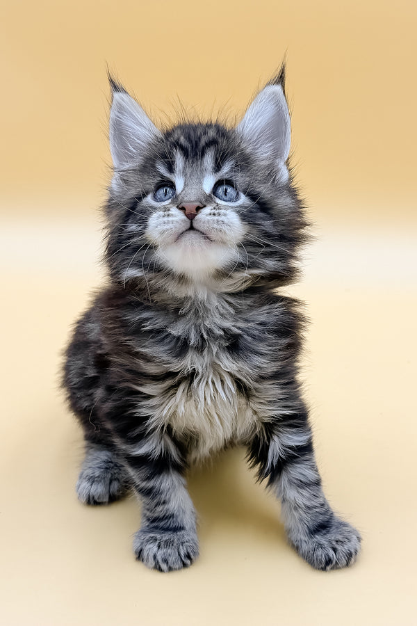 Lion | Maine Coon Kitten