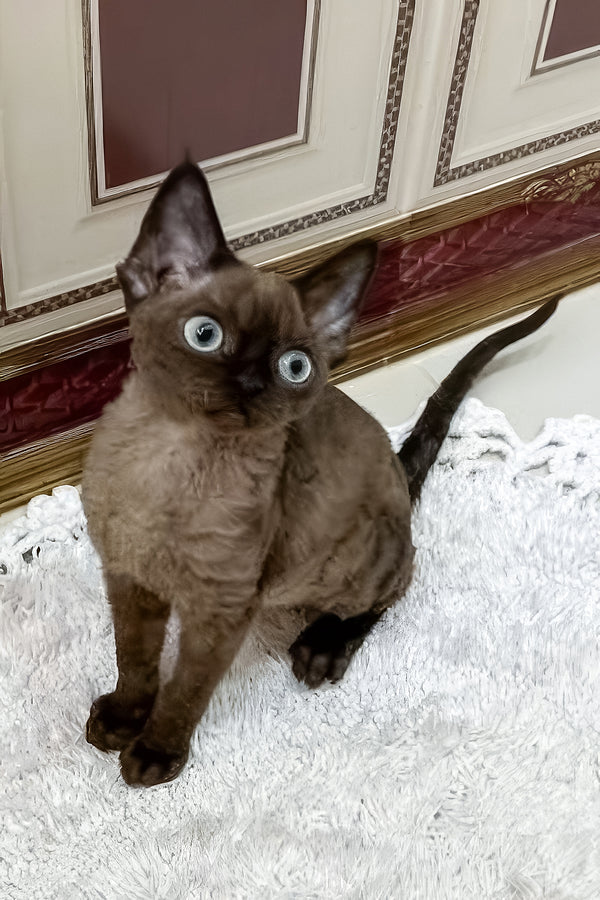 Livana | Devon Rex Kitten
