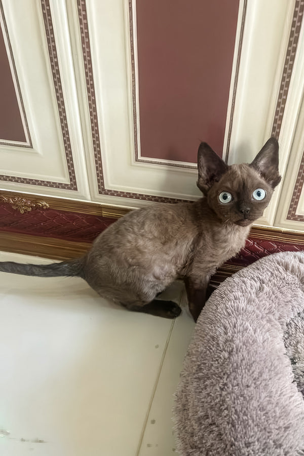 Livana | Devon Rex Kitten