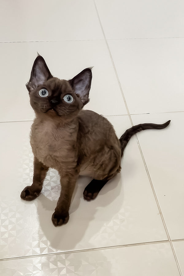 Livana | Devon Rex Kitten