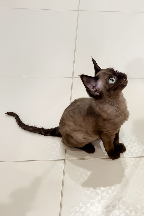 Livana | Devon Rex Kitten