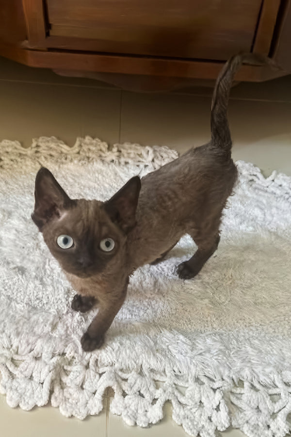 Livana | Devon Rex Kitten