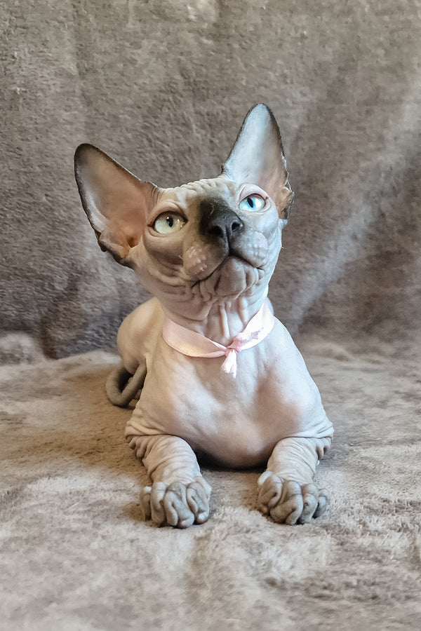 Lucas | Canadian Sphynx Kitten