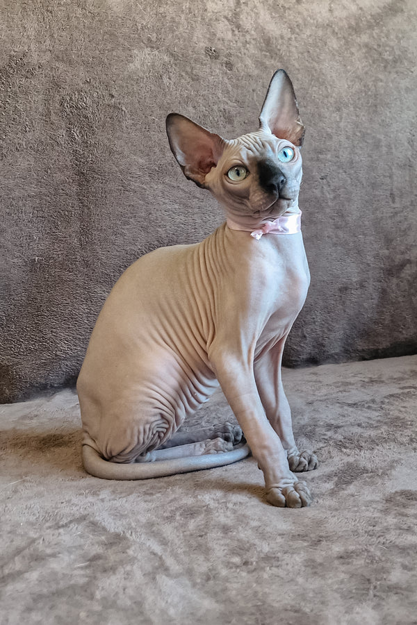 Lucas | Canadian Sphynx Kitten