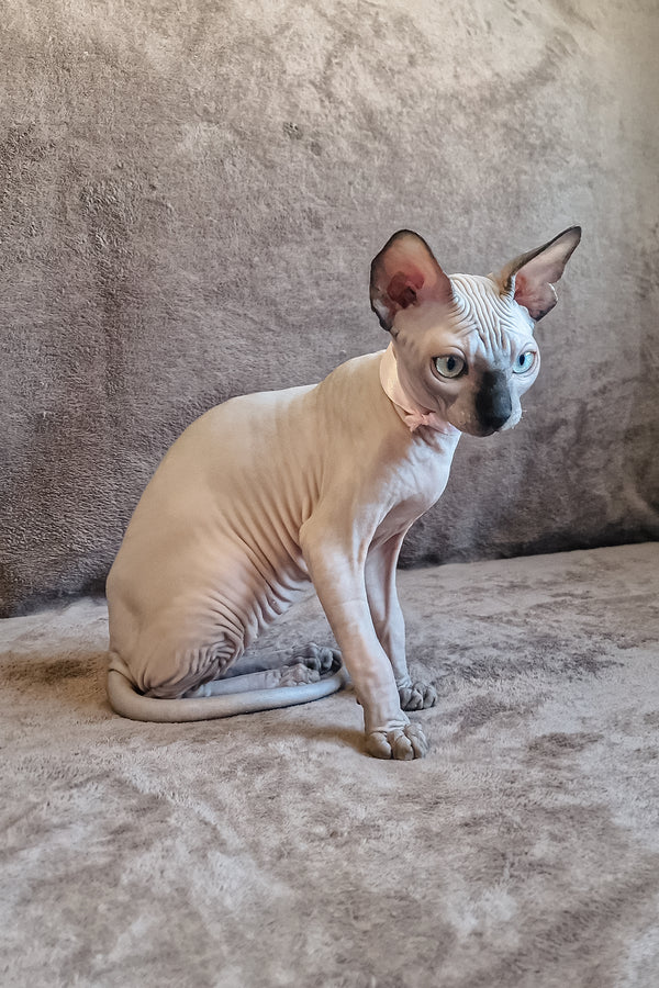 Lucas | Canadian Sphynx Kitten