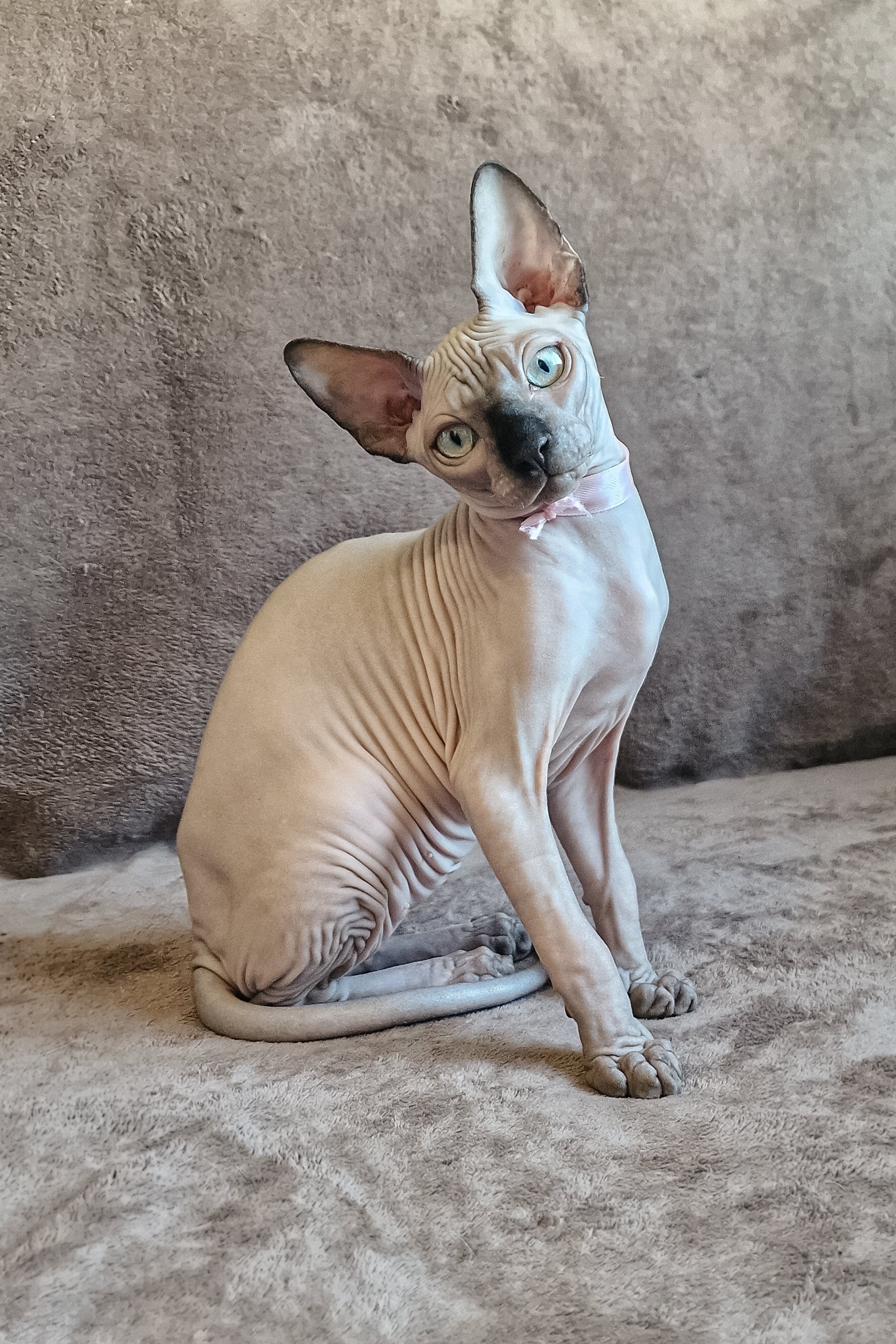 Adopt Lucas, Your Loving Canadian Sphynx Kitten Today – Purebred Kitties