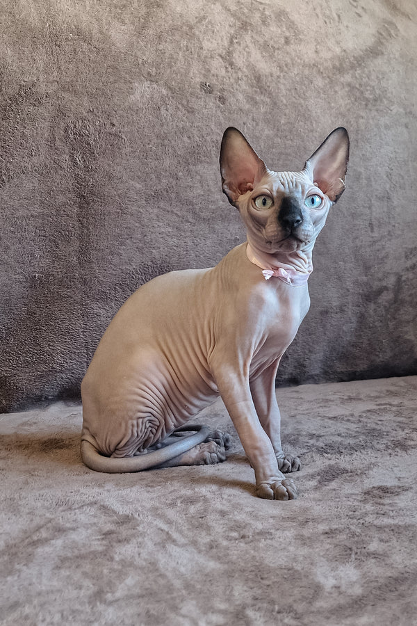 Lucas | Canadian Sphynx Kitten