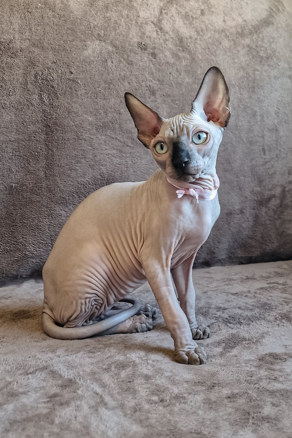 Lucas | Canadian Sphynx Kitten