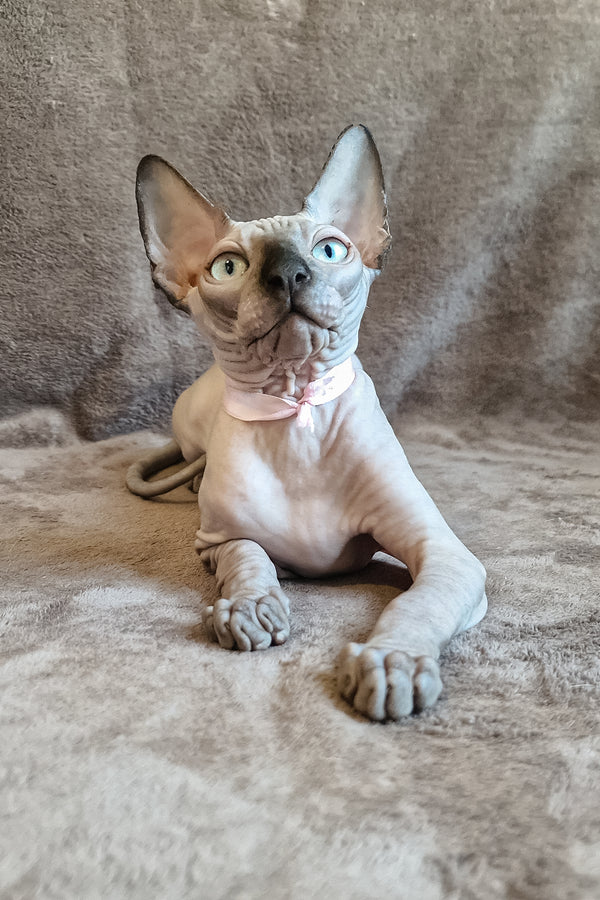 Lucas | Canadian Sphynx Kitten