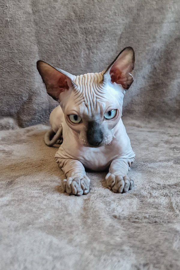 Lucas | Canadian Sphynx Kitten