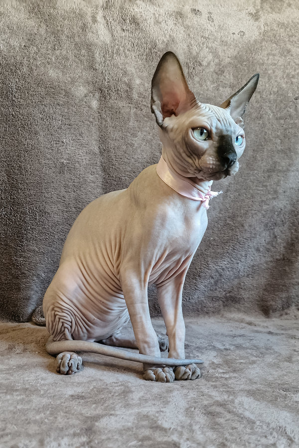 Lucas | Canadian Sphynx Kitten