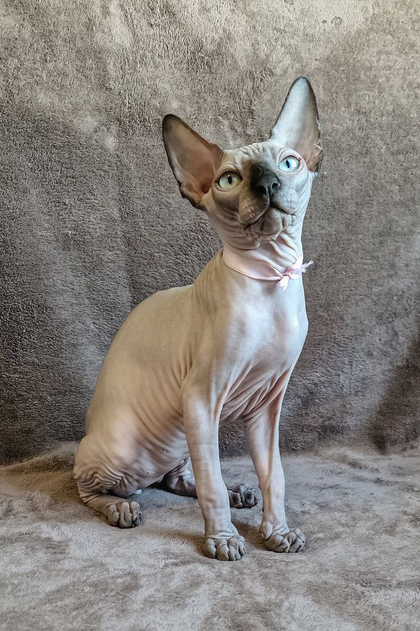 Lucas | Canadian Sphynx Kitten