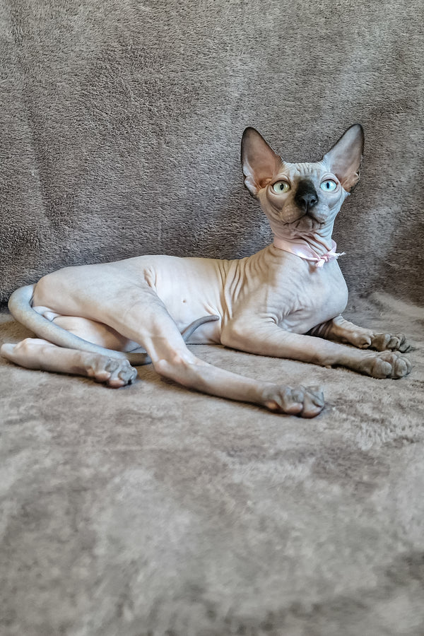 Lucas | Canadian Sphynx Kitten