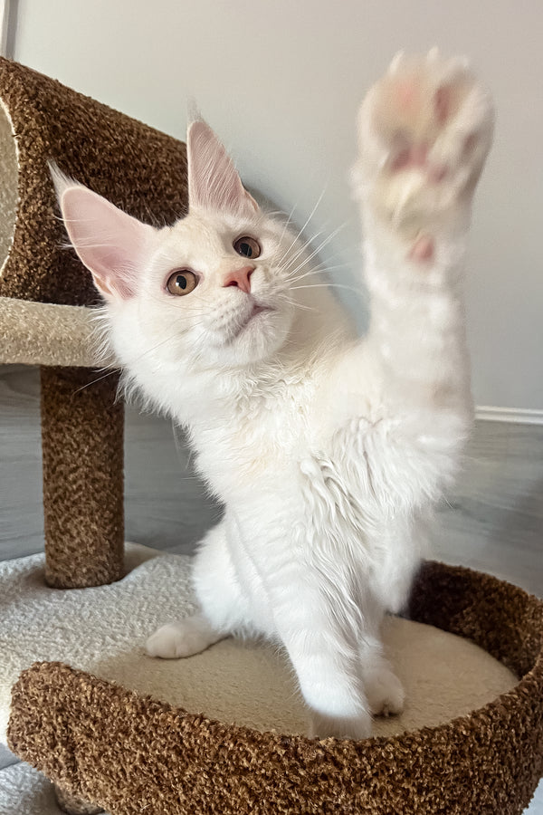 Lukas | Maine Coon Kitten