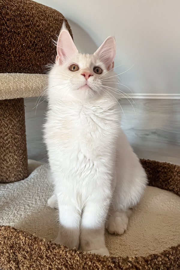 Lukas | Maine Coon Kitten