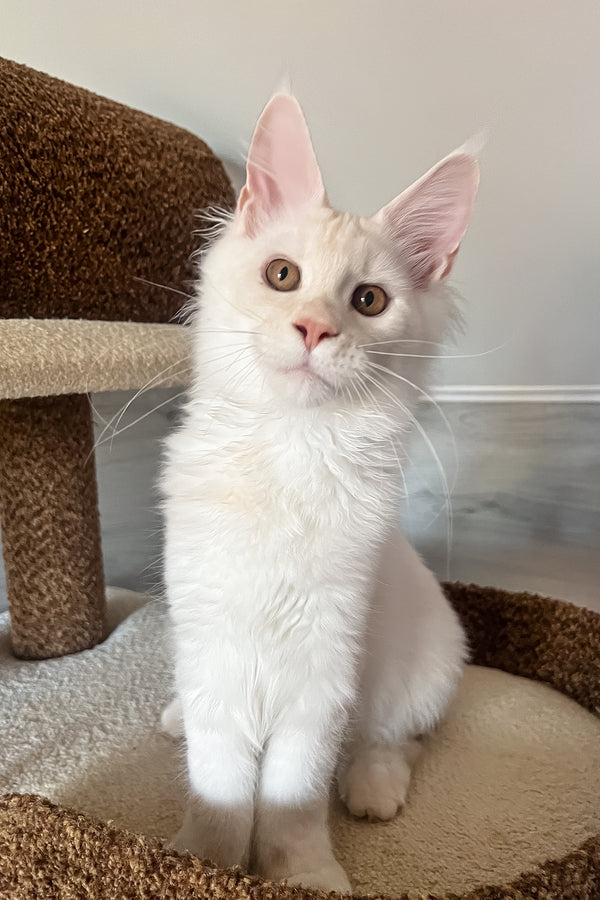 Lukas | Maine Coon Kitten