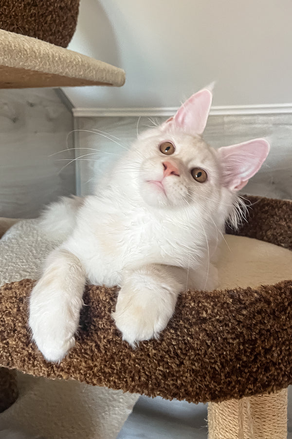 Lukas | Maine Coon Kitten