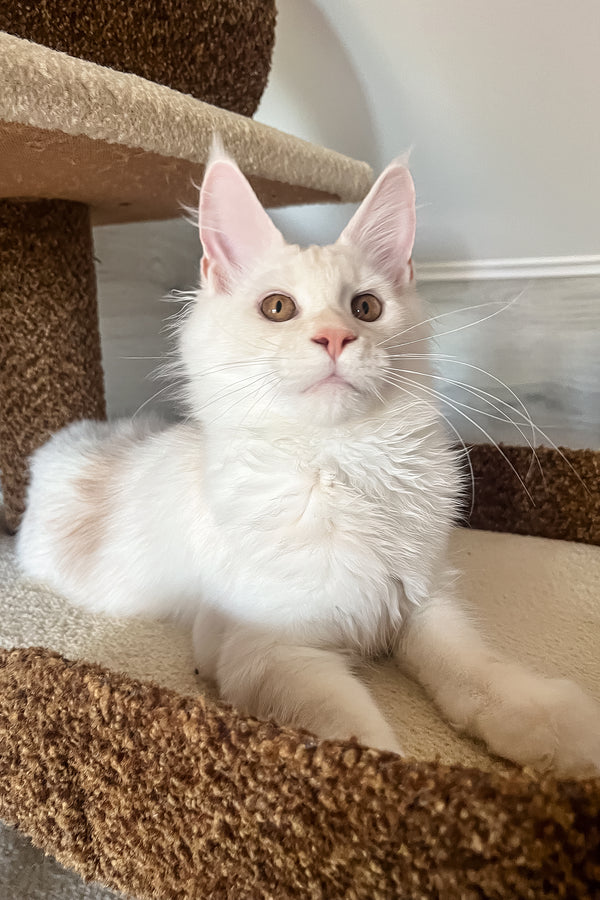 Lukas | Maine Coon Kitten