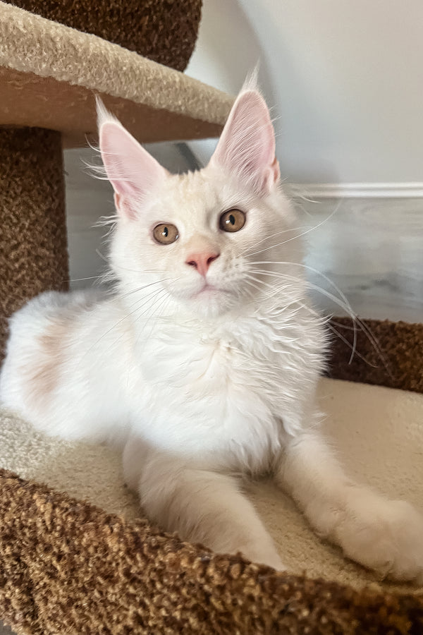 Lukas | Maine Coon Kitten