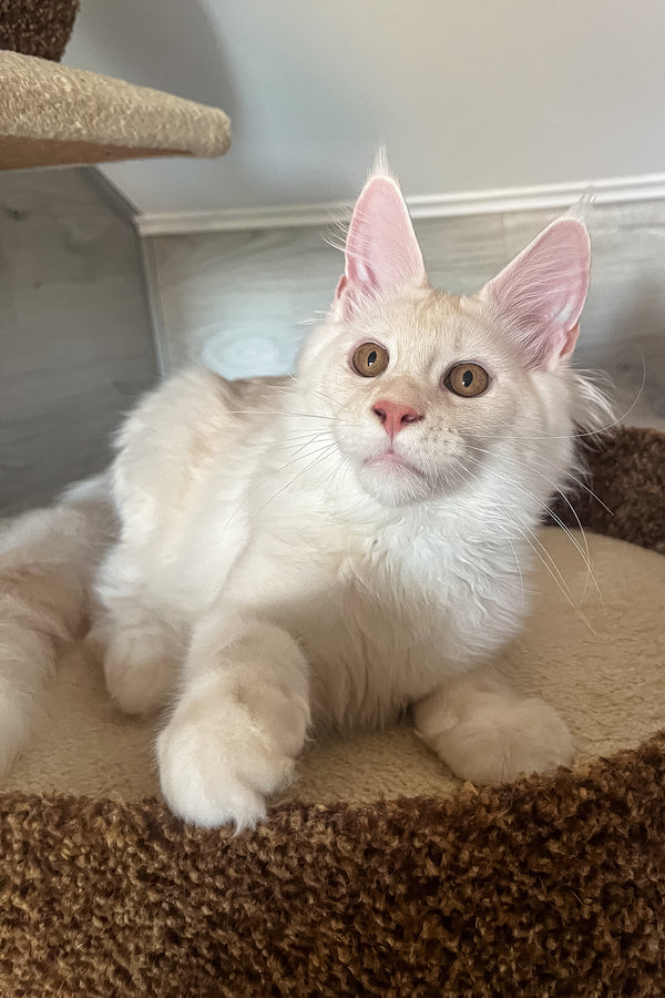 Lukas | Maine Coon Kitten