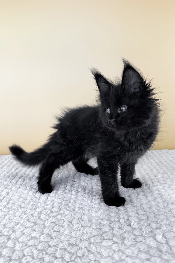 Lucio | Maine Coon Kitten