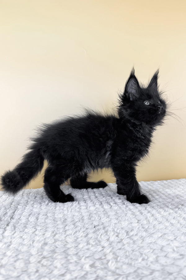 Lucio | Maine Coon Kitten