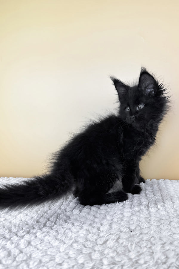 Lucio | Maine Coon Kitten