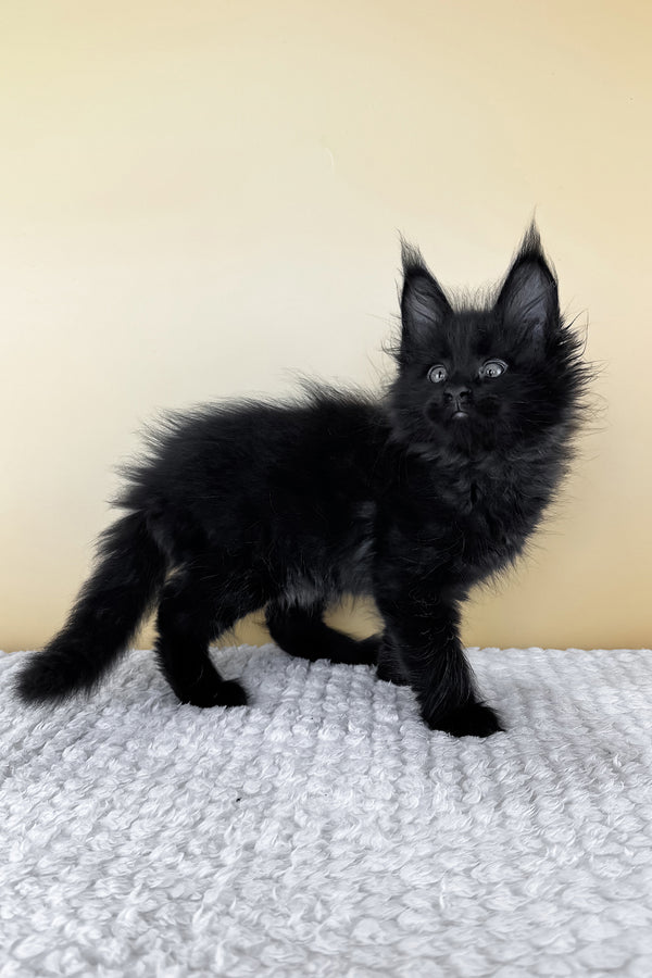 Lucio | Maine Coon Kitten