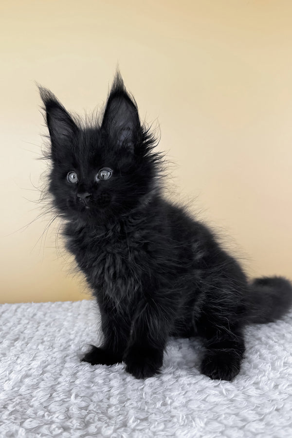 Lucio | Maine Coon Kitten