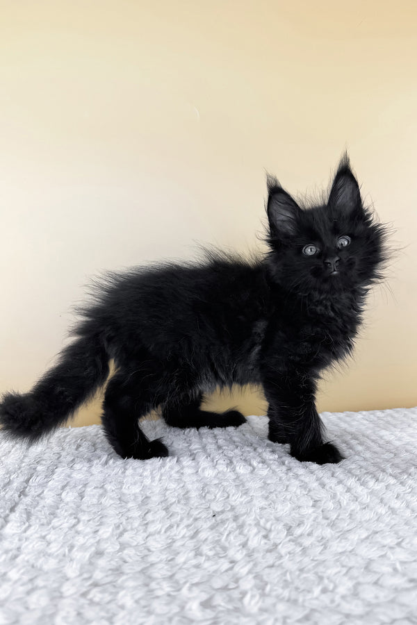 Lucio | Maine Coon Kitten