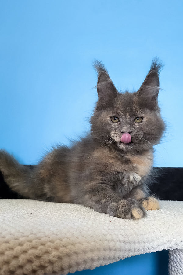 Malvina | Maine Coon Kitten