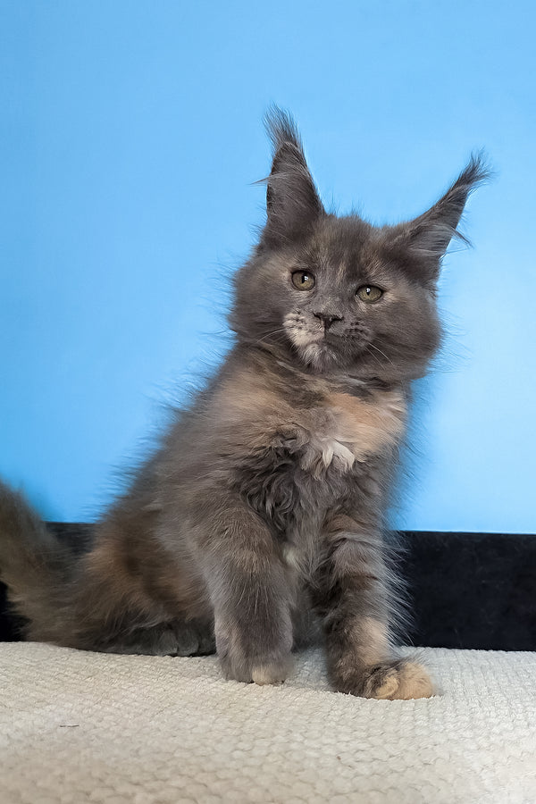 Malvina | Maine Coon Kitten
