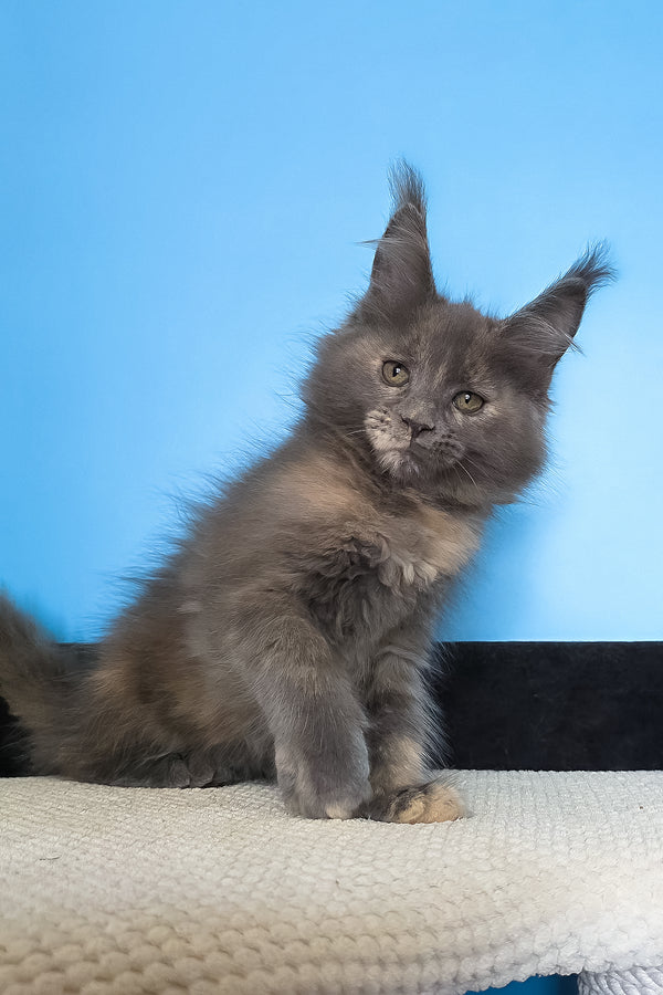 Malvina | Maine Coon Kitten