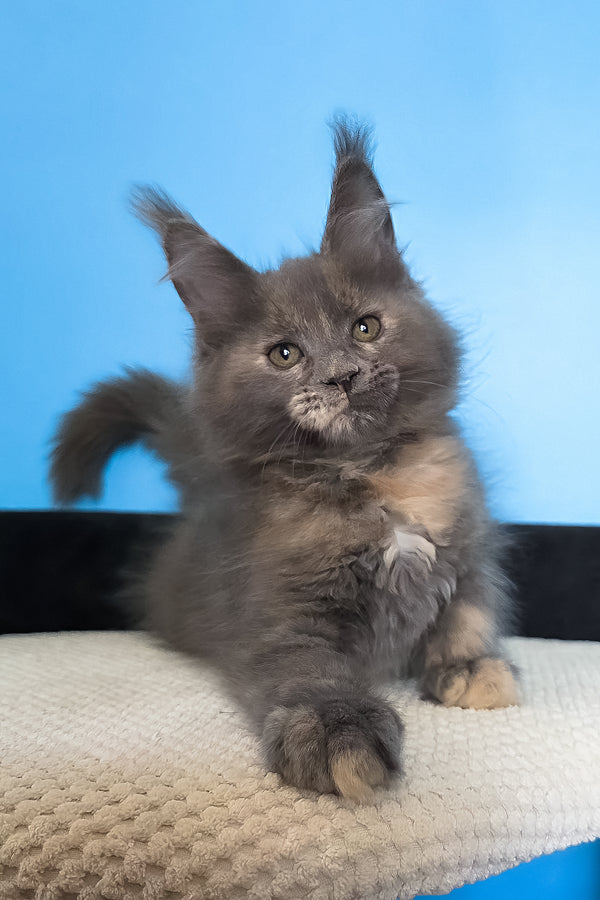 Malvina | Maine Coon Kitten