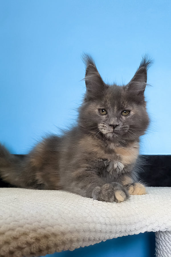 Malvina | Maine Coon Kitten