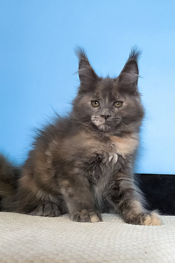 Malvina | Maine Coon Kitten