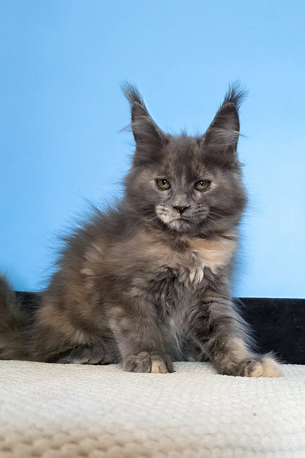 Malvina | Maine Coon Kitten
