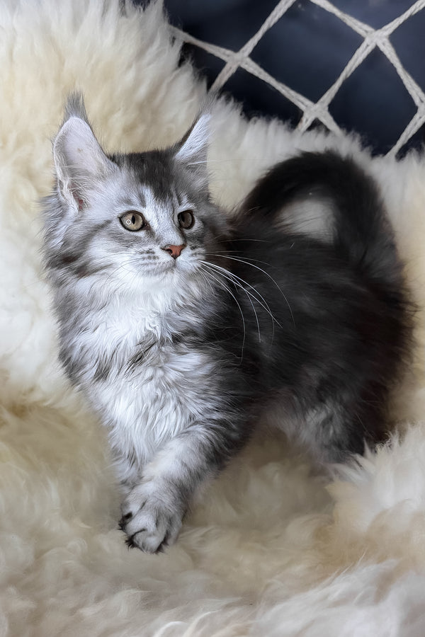 Mantra | Maine Coon Kitten