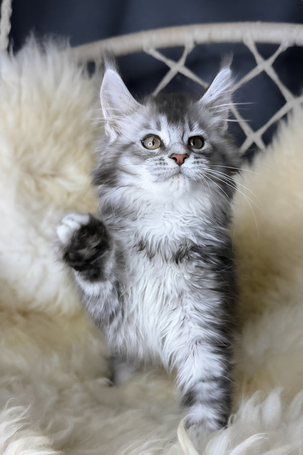 Mantra | Maine Coon Kitten