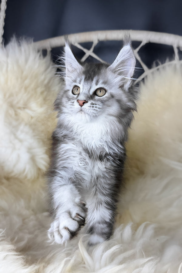 Mantra | Maine Coon Kitten