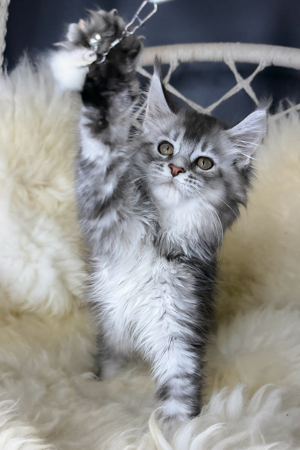 Mantra | Maine Coon Kitten
