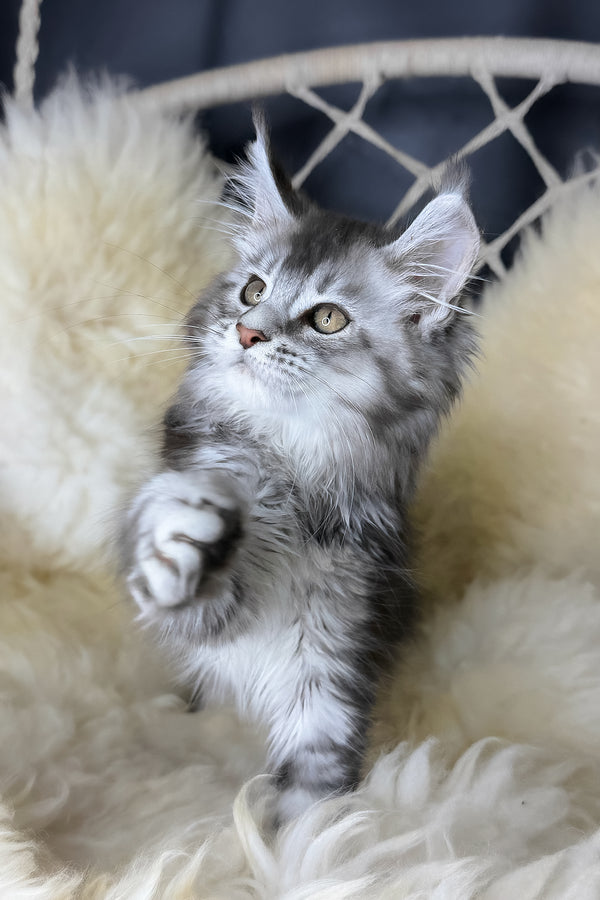Mantra | Maine Coon Kitten