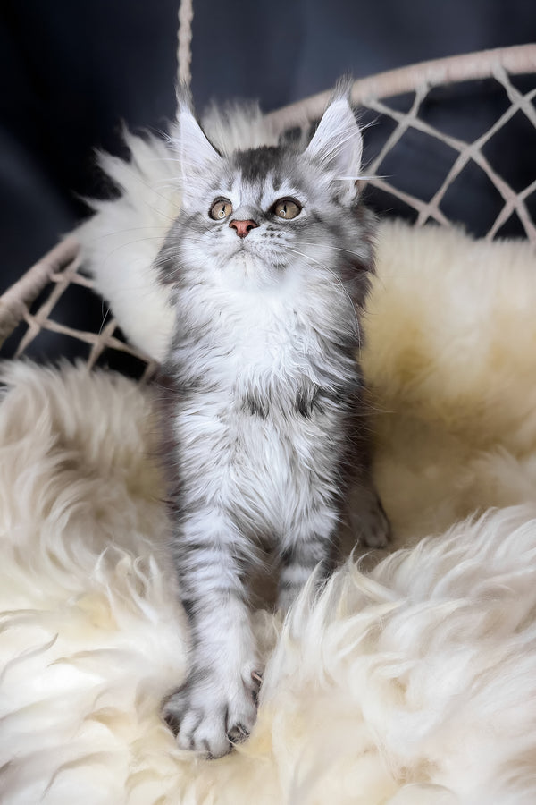 Mantra | Maine Coon Kitten