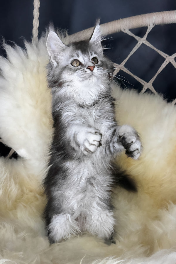 Mantra | Maine Coon Kitten