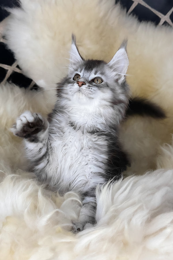 Mantra | Maine Coon Kitten